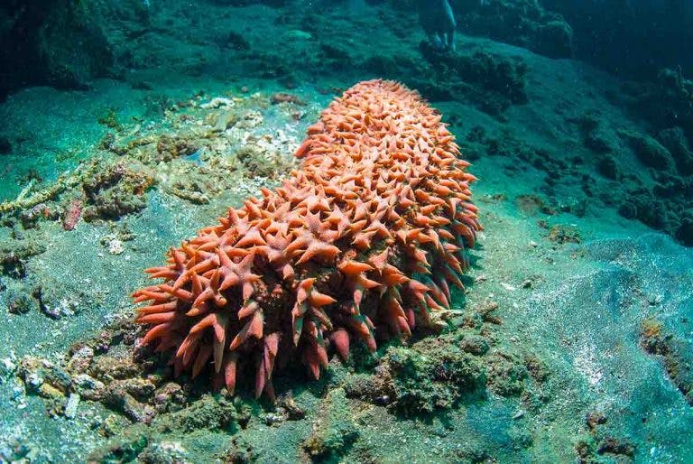 A red-coloured sea cucumber lying on a rock underwater