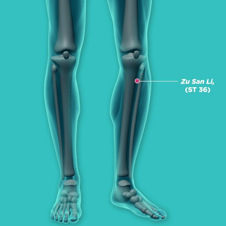 An illustration of zusanli as one of the acupressure points to maintain overall health