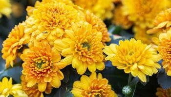 A bouquet of yellow chrysanthemum flowers in the garden.