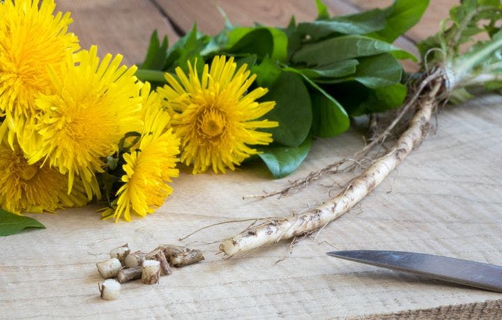 Dandelion flowers, leaves, and roots on the table