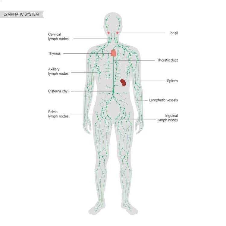 Illustration of the human lymphatic system