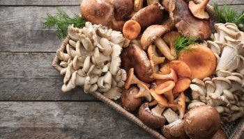 A variety of mushrooms arranged on a tray