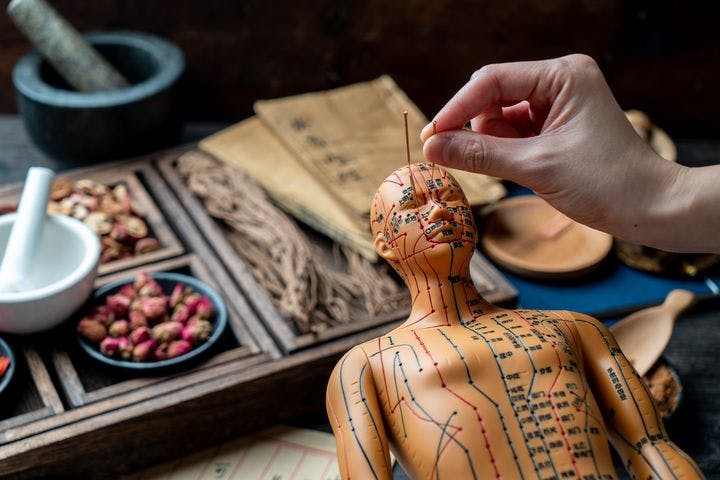 Human model doll with acupuncture meridian in the foreground, herbal medicine tray in background.  