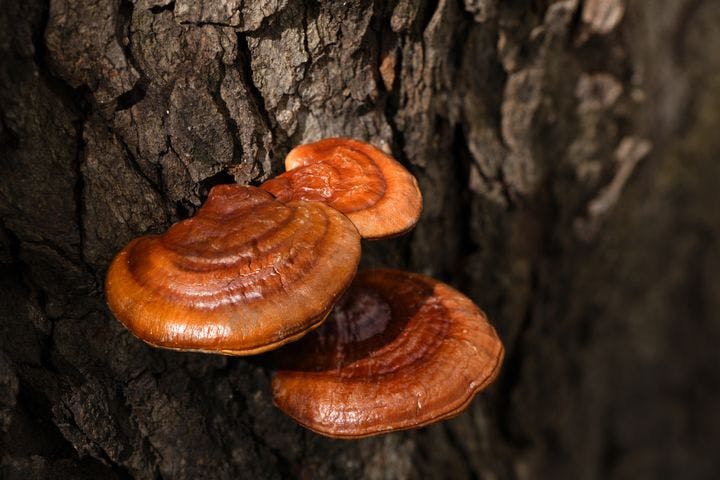 Natural reishi or lingzhi mushrooms growing on a tree.