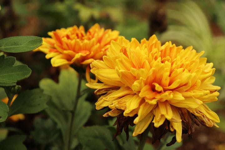 Close-up of chrysanthemum flowers
