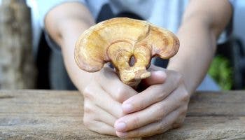 A partial view of a woman’s hands holding out a piece of lingzhi mushroom