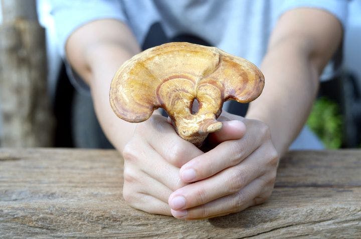A partial view of a woman’s hands holding out a piece of lingzhi mushroom