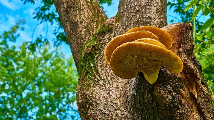 Chaga mushrooms on the bark of a tree