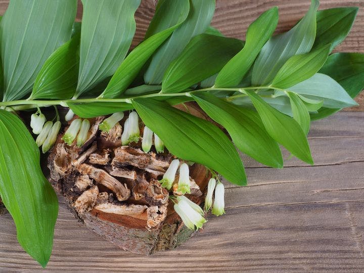 Polygonatum or Solomon’s Seal dried roots, fresh blossoms, and fresh leaves on a wooden table