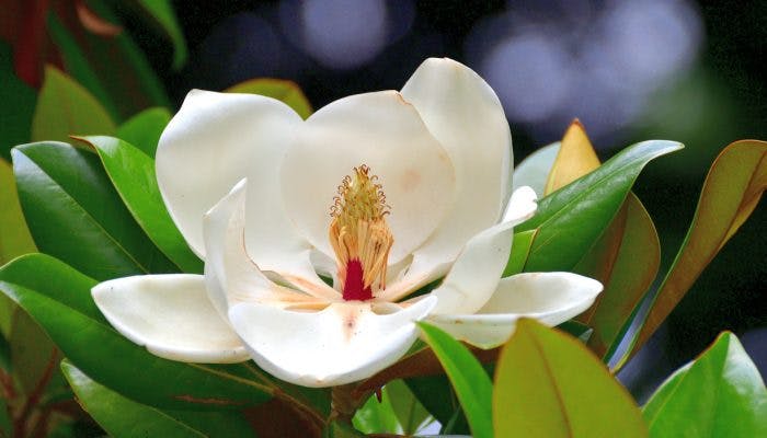 Officinal Magnolia Flower Hou Pu Hua TCM Herb