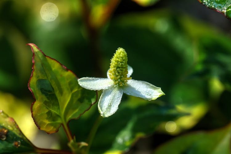 Heartleaf Houttuynia (Houttuynia Cordata) plant