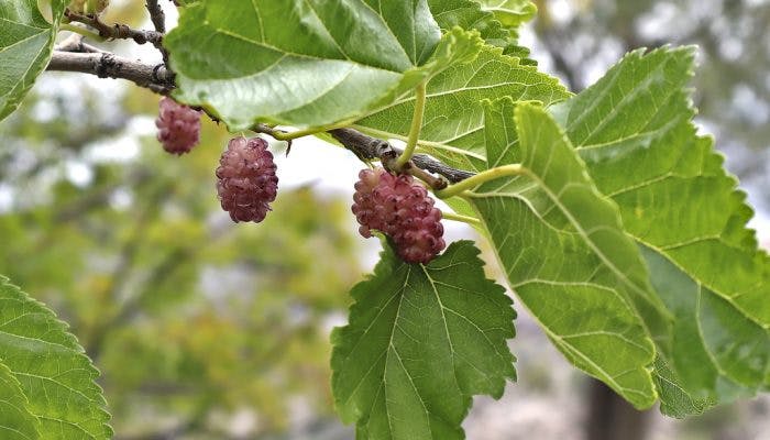 Close up of Mulberry Leaf with fruit