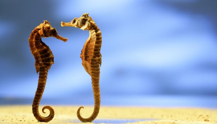 Two sea horses looking at each other (TCM herb)