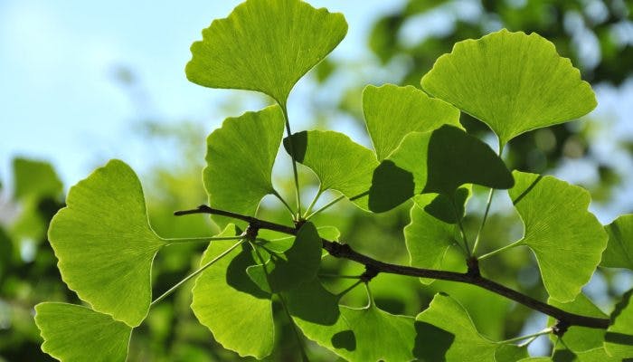 Close up of green gingko leaf