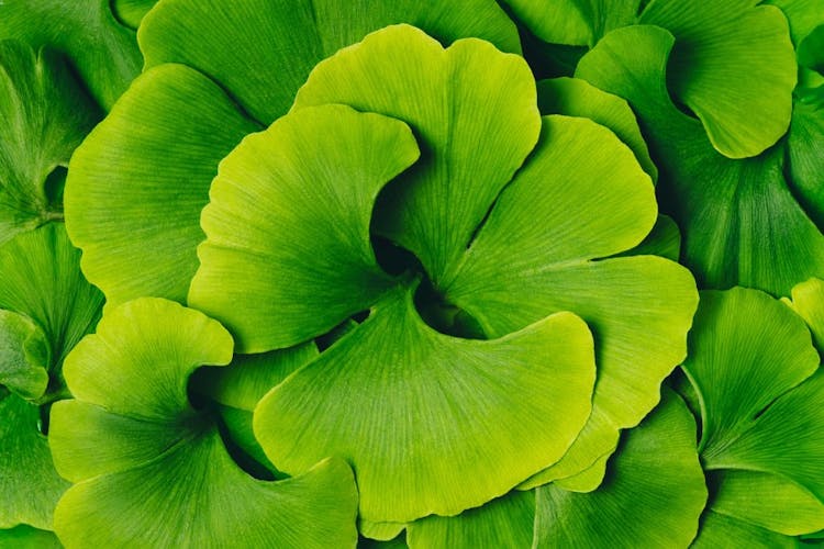 Close up of Ginkgo Leaf TCM Herb
