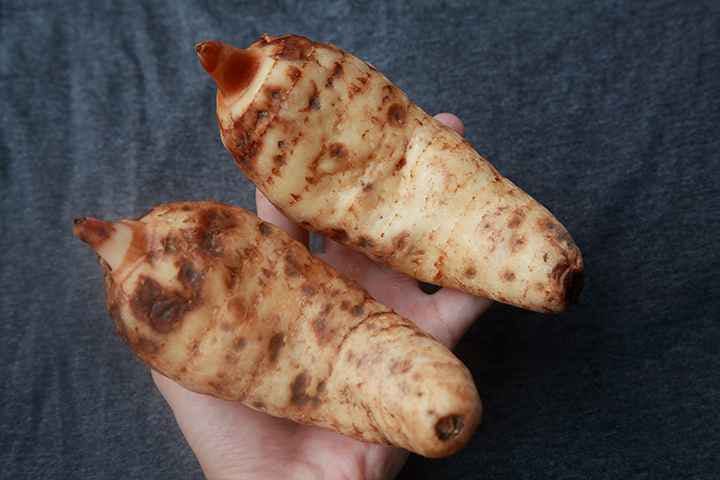 Hand holds two fresh tian ma or tall gastrodia tubers against dark grey background.