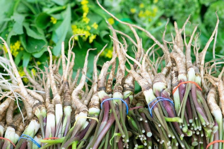Harvested angelica sinensis roots tied into bunches.