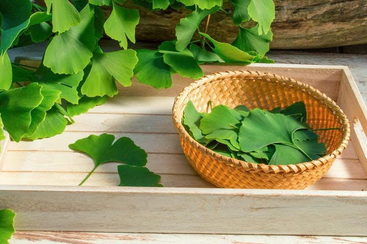 Close-up of gingko biloba leaves in a wooden tray and rattan basket. 