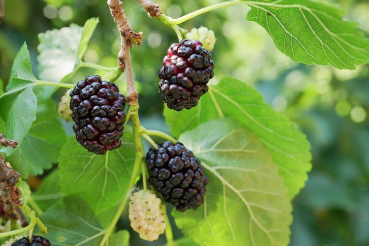 Close-up of mulberry fruits and leaves outdoors. 
