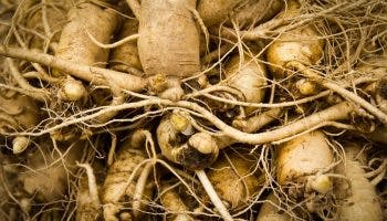 Close-up of panax ginseng roots stacked on top of each other.