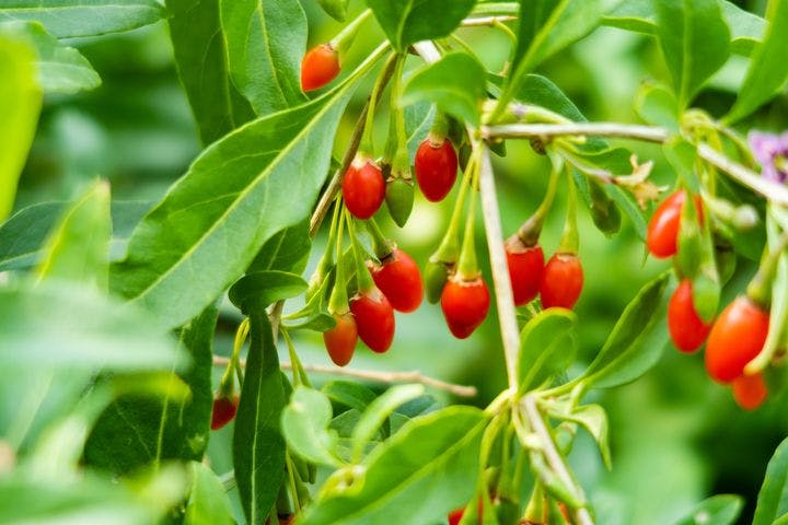 View of goji berries growing on a branch.