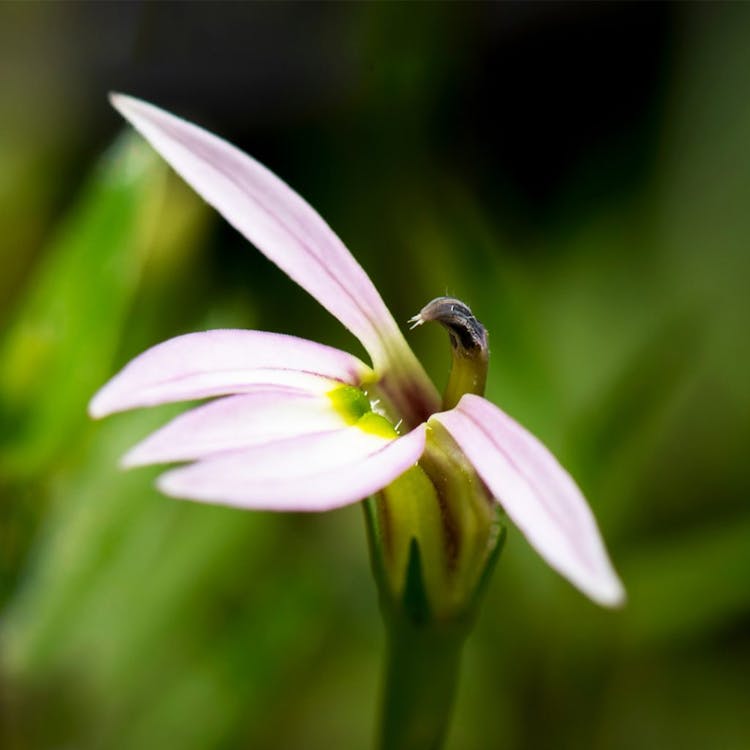 Close up of Chinese Lobelia flower (Ban Bian Lian)