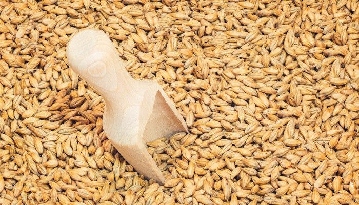 Close photo up of malt grains (germinated barley)