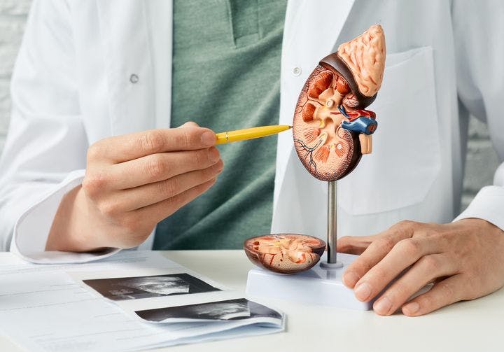 Healthcare professional points to a model of a kidney using a pen.