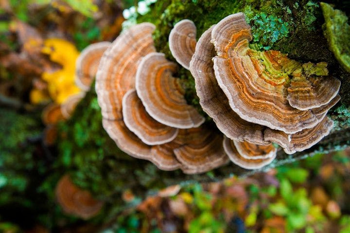 Turkey tail or yunzhi mushroom growing on the side of a tree.