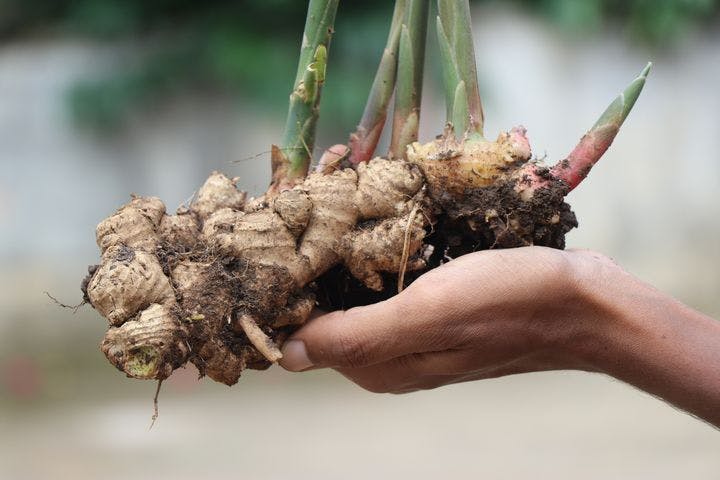 A person holding a ginger root freshly harvested from the ground. 