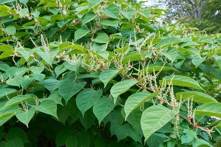 Japanese knotweed or P. cuspidatum plant, showing leaves and flowers.