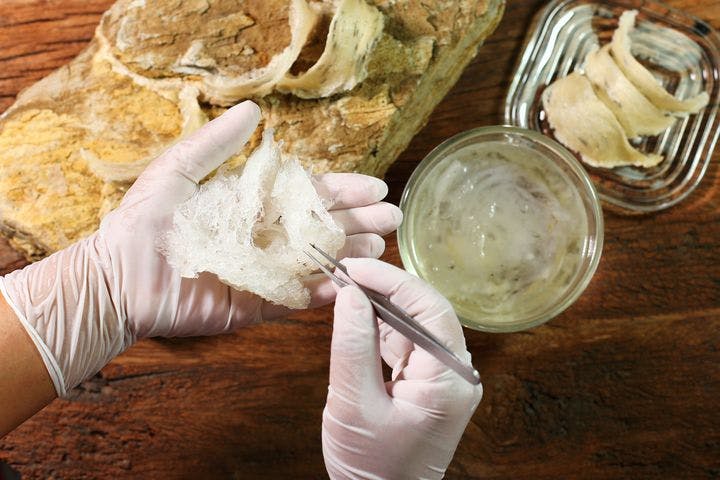 Hands in gloves inspect edible bird’s nest, with dried and hydrated edible bird’s nest on a wooden surface.