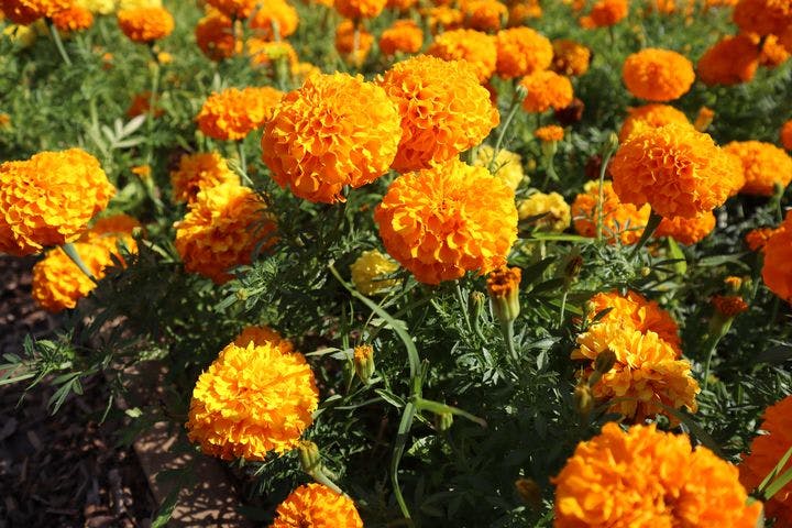 Orange marigolds in a garden.