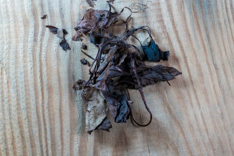 Close up of Pyrola Herb (Lu Xian Cao)