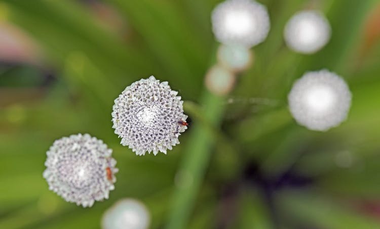 Close up of Pipewort Flower (Gu Jing Cao)