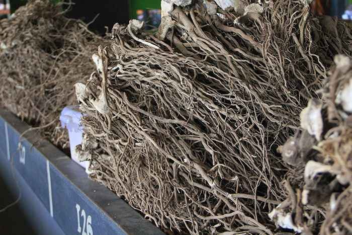 A closeup of newly harvested Kava roots