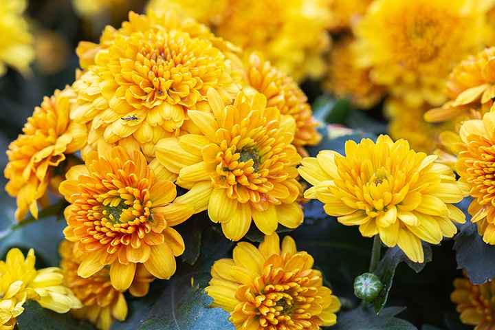A bouquet of yellow chrysanthemum flowers in the garden.