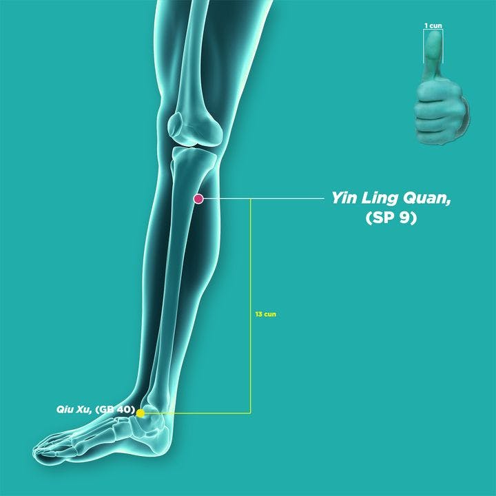 An illustration of a right leg, showing yin ling quan (SP9) acupressure point