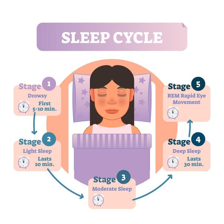 Healthy human sleep cycle vector illustration diagram with female in bed and sleep stages. Educational circle type infographic scheme with arrows.