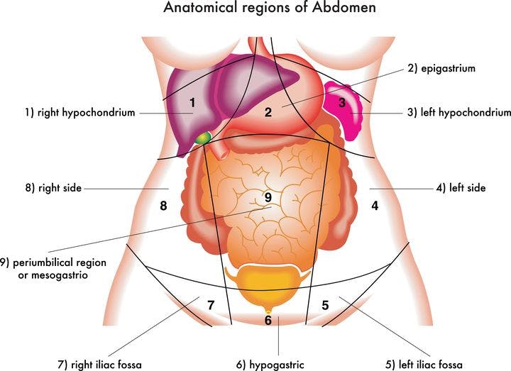 Illustration showing the human abdomen and its different parts