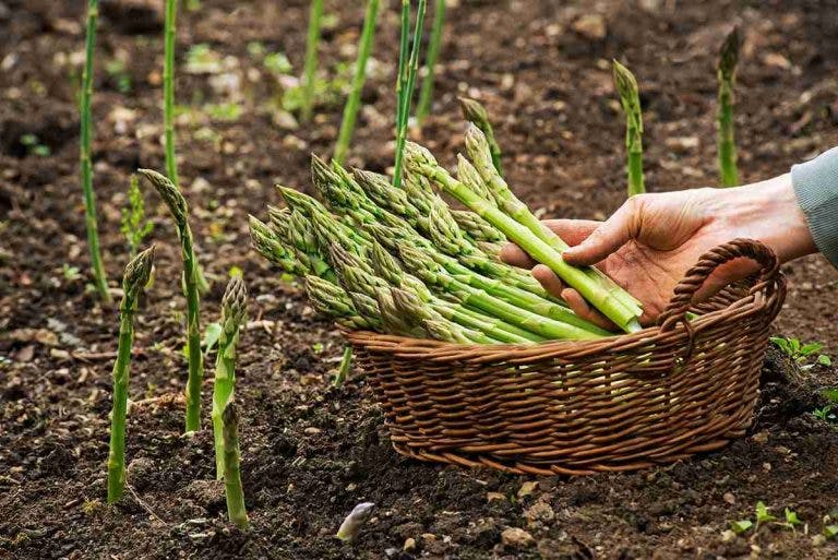 A person plucks asparagus spears from the ground and places them in a wooden basket