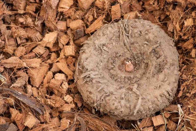 A konjac tuber placed on top of wood chips