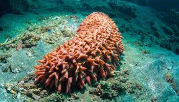 A red-coloured sea cucumber lying on a rock underwater