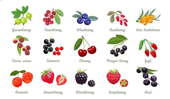 Illustration of various berry types
