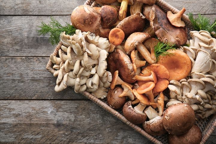 A variety of mushrooms arranged on a tray