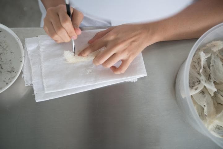 An expert cleans swallow bird nest inside a lab