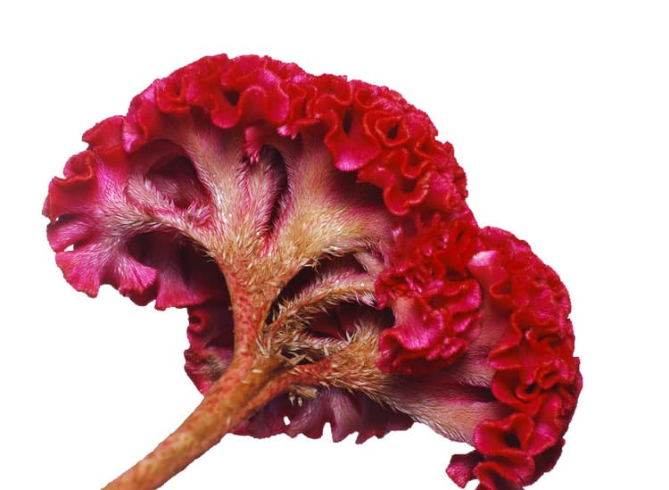 Close up of Cockscomb Flower