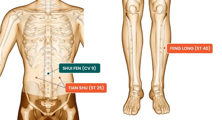 an illustration of torso with 3 acupoints and an illustration of legs with one acupoint