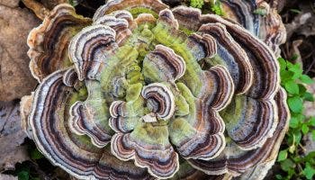 Turkey tail feature min scaled