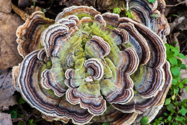 Turkey tail feature min scaled
